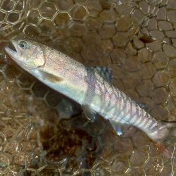 トップに好反応！ ～平谷湖フィッシングスポット～